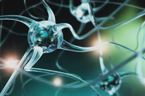 Synapsen tinnitus hersenen brein