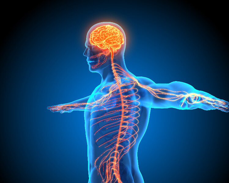 Tinnitus   fysiologie website